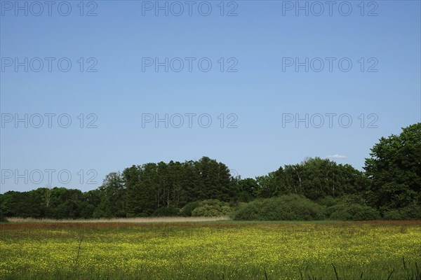 Lusatian Heath and Pond Landscape End of May