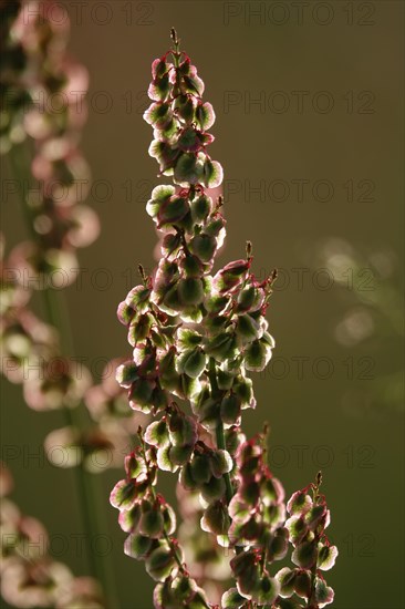 Field with sorrel in beautiful evening light