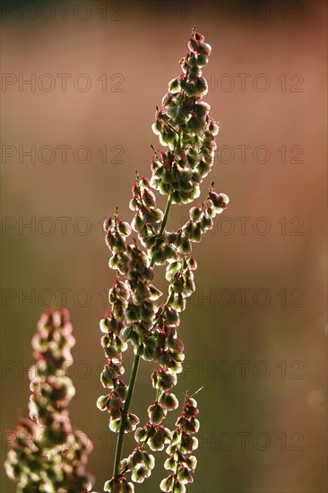 Field with sorrel in beautiful evening light