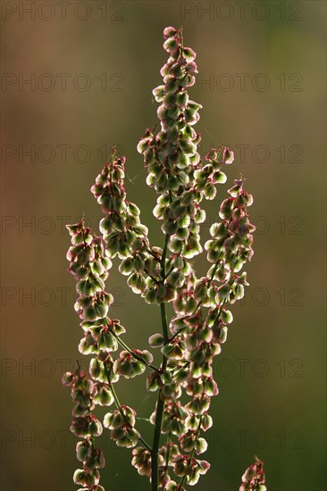 Field with sorrel in beautiful evening light