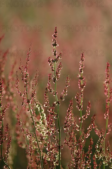 Field with sorrel in beautiful evening light