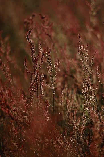 Field with sorrel in beautiful evening light