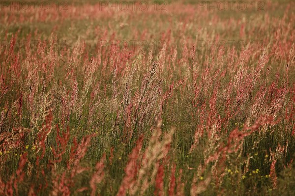 Field with sorrel in beautiful evening light