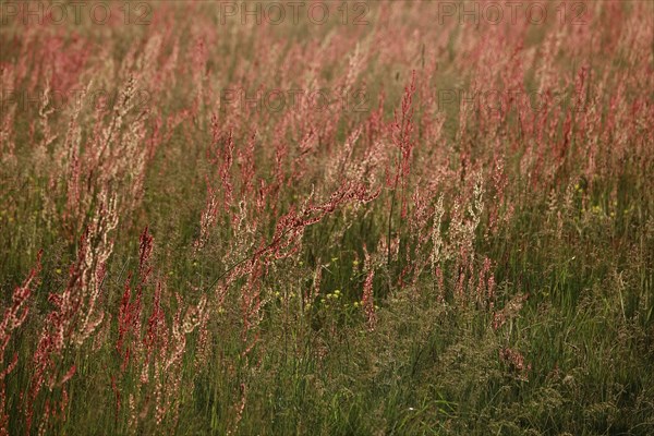 Field with sorrel in beautiful evening light