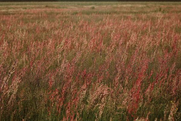 Field with sorrel in beautiful evening light