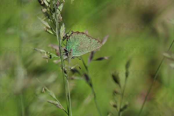 Green Fritillary