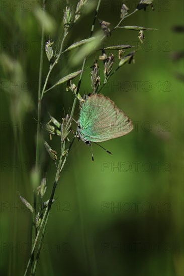 Green Fritillary