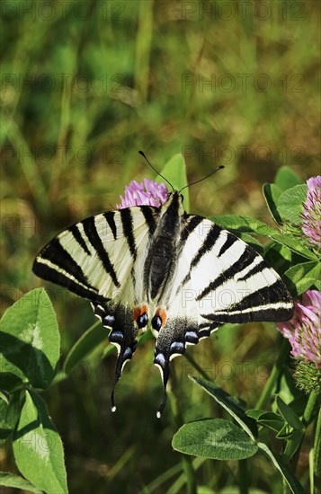 Scarce swallowtail