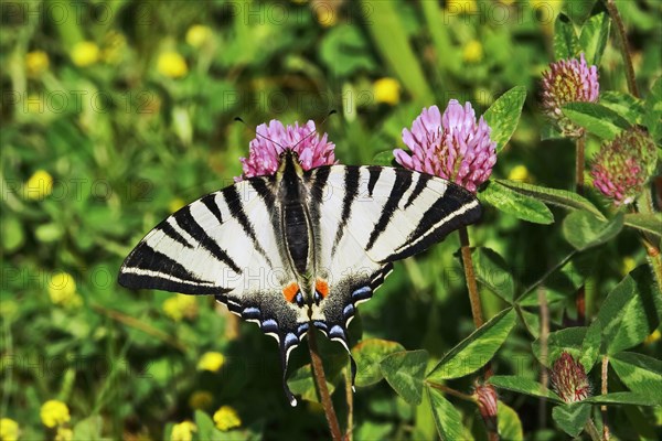 Scarce swallowtail