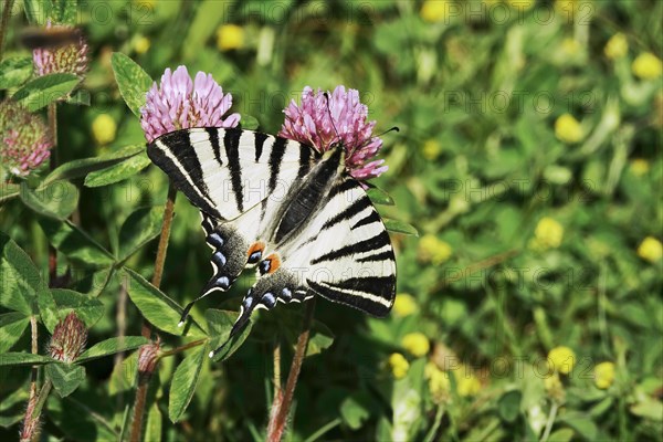 Scarce swallowtail