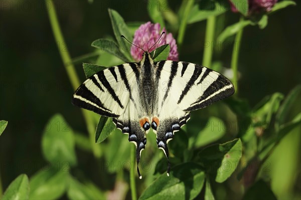 Scarce swallowtail