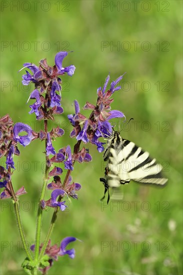 Scarce swallowtail