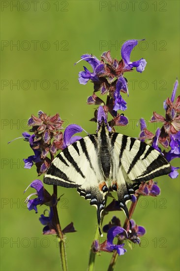 Scarce swallowtail