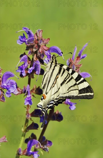 Scarce swallowtail