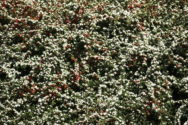 Cotoneasters