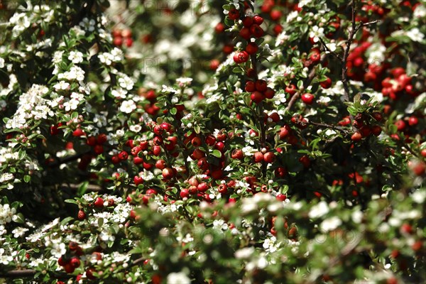 Cotoneasters