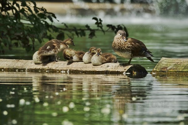 Mandarin Duck female with chicks