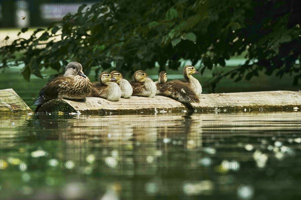 Mandarin Duck female with chicks