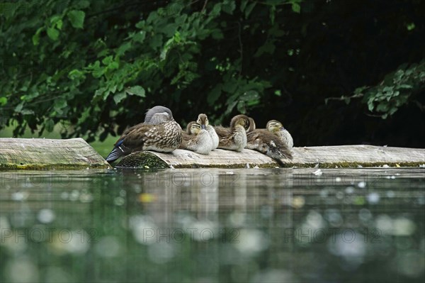 Mandarin Duck female with chicks