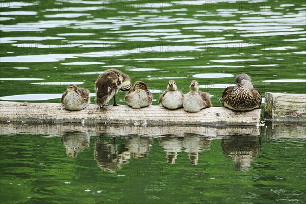 Mandarin Duck female with chicks