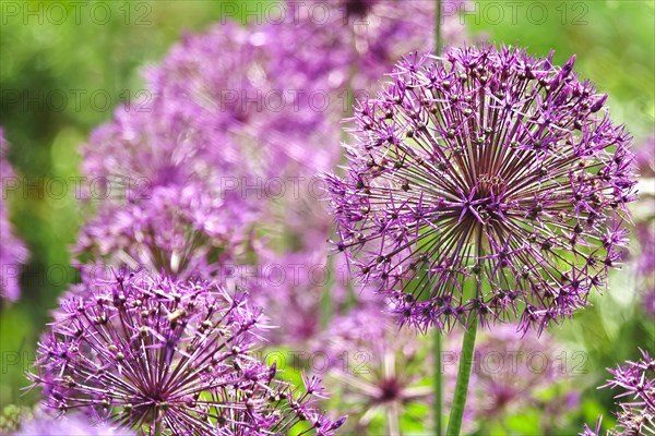 Ornamental garlic