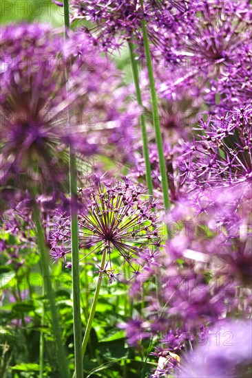 Ornamental garlic