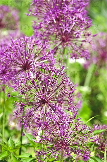 Ornamental garlic