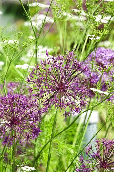 Ornamental garlic