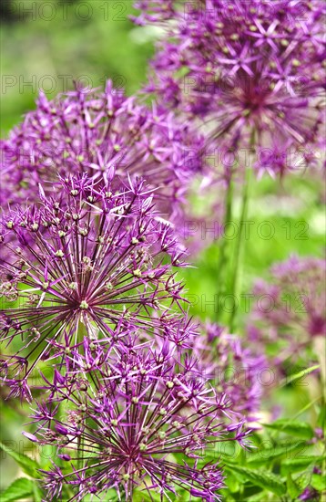 Ornamental garlic