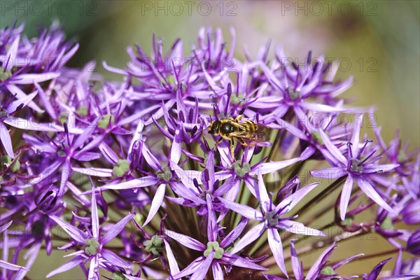 Ornamental garlic