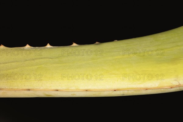 Side leaf of a true aloe veras