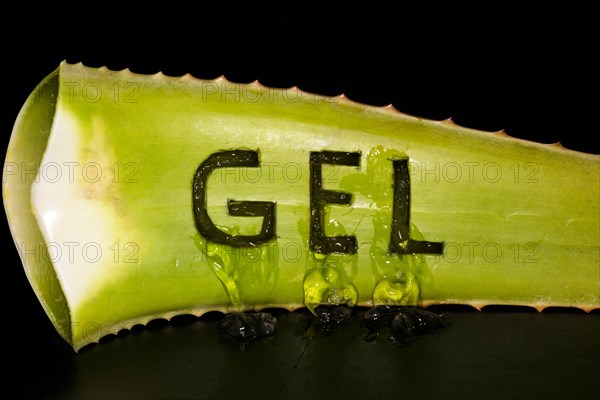 The word GEL was carved into a real aloe veras