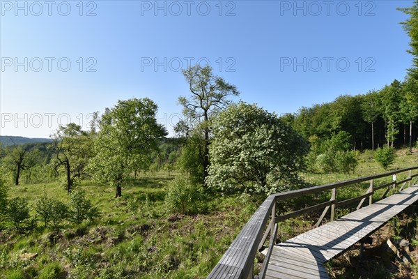 Boardwalk for hikers through the renaturalised wetland Ochsenbruch as an example of a typical hillside moor in the Hunsrück-Hochwald National Park