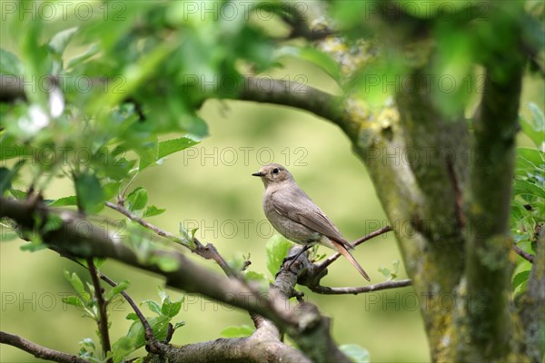 Black redstart