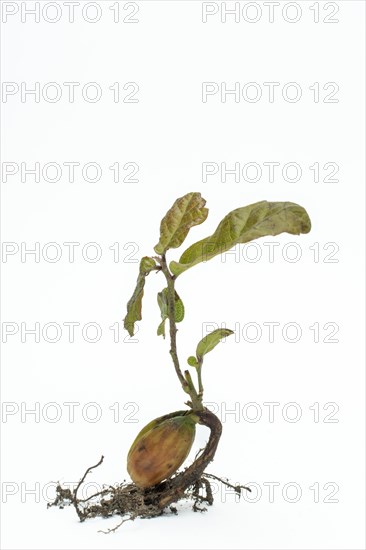 Close up of young oak tree on white background