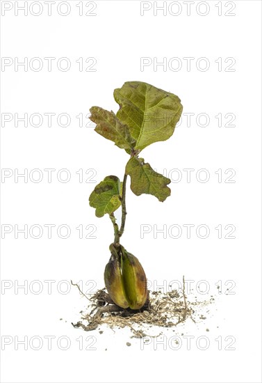 Close up of young oak tree on white background