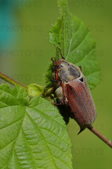 May beetle