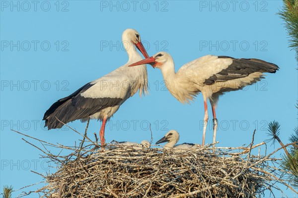 Pair of white stork