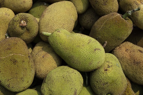 Pile of jackfruit displayed for sell in a market in India