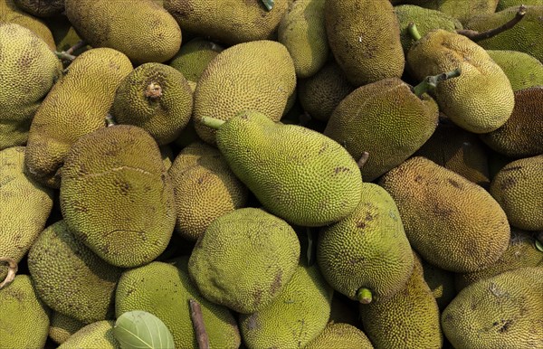 Pile of jackfruit displayed for sell in a market in India