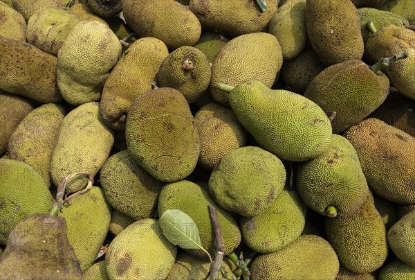 Pile of jackfruit displayed for sell in a market in India