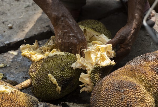 A person collects jackfruit seed for sell in a market