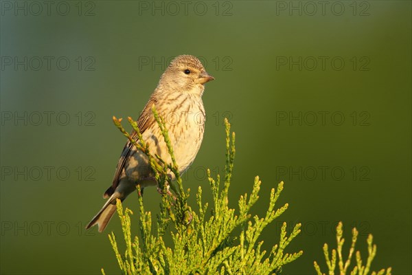 Linnet