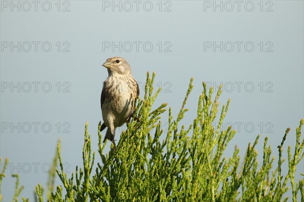 Linnet