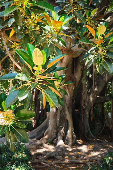 (Ficus macrophylla) leaves and fruit with tree trunk in background