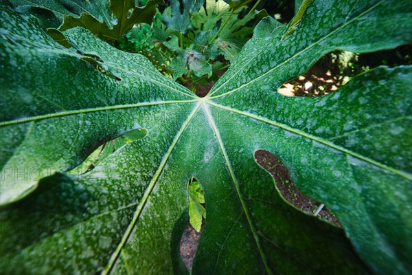 Tropical exotic plant Monstera deliciosa leaf with holes close up