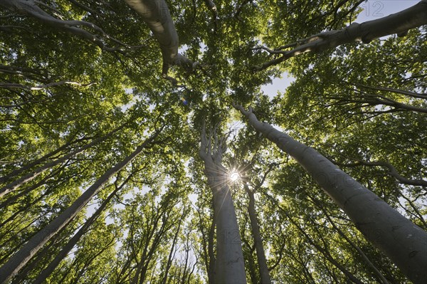 Beech forest