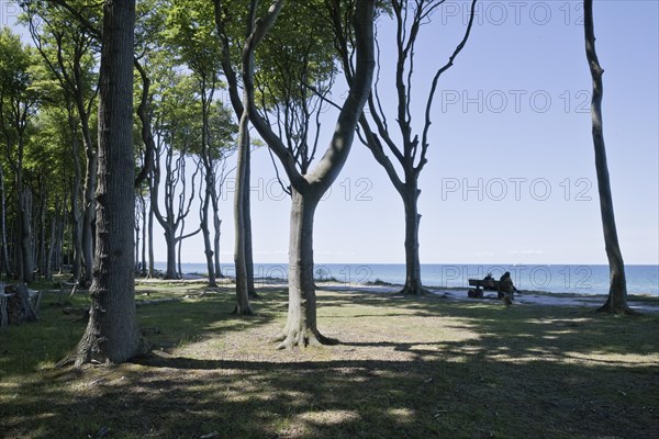 Beech forest