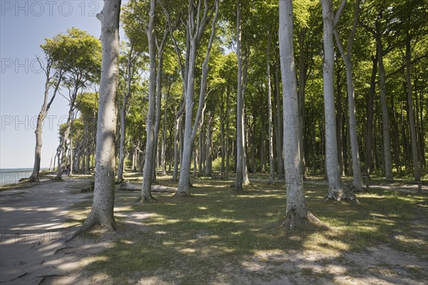 Beech forest