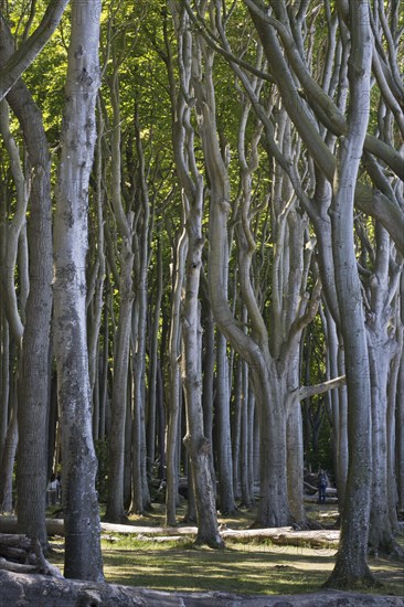 Beech forest